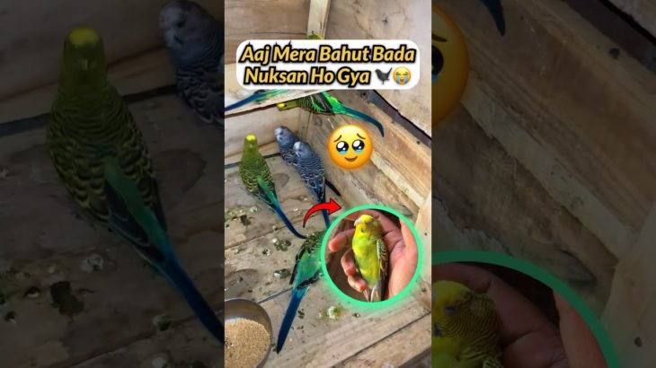 New Pet Laate Hi Bada Nuksan Ho Gya 🐦‍⬛😥 #shorts #budgies #newpet #petvlog #petswithbalaji