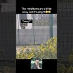 Nosy fur neighbors🤣 #fyp #viral #animals #dog #dogs #neighbors #funny #pet#fypシ #shorts #ytshorts
