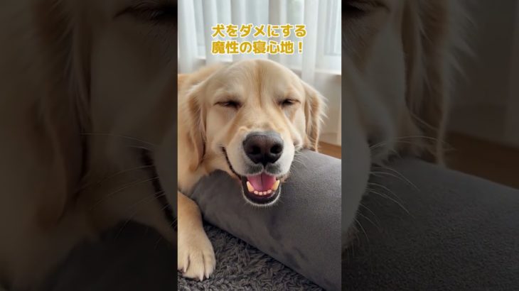 【万博出展ブランド】犬用ベッド [カバー取り外しOKで清潔]ペットベッド 滑り止め付き あご乗せ枕でリラックス 小型犬 中型犬 大型犬 犬 猫 ベッド ペットマット (L字型, コの字型)