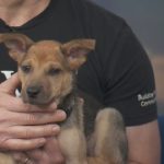 PAWS Pet of the Week: Meet Louisa