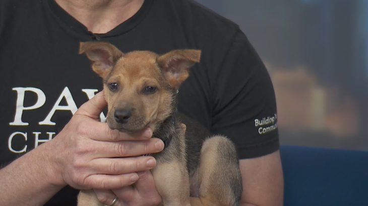 PAWS Pet of the Week: Meet Louisa