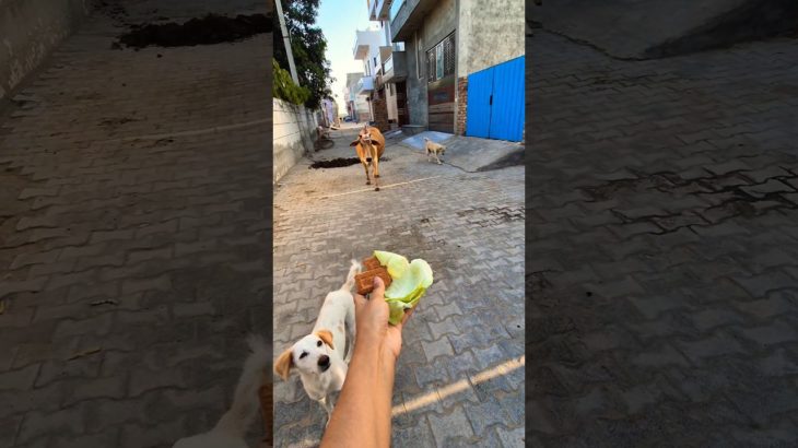 Pet ❤️ Friends: Calf & Golden Retriever Share a Bread! 🐮🐶 #shorts #animalfriendship #goldenretriever