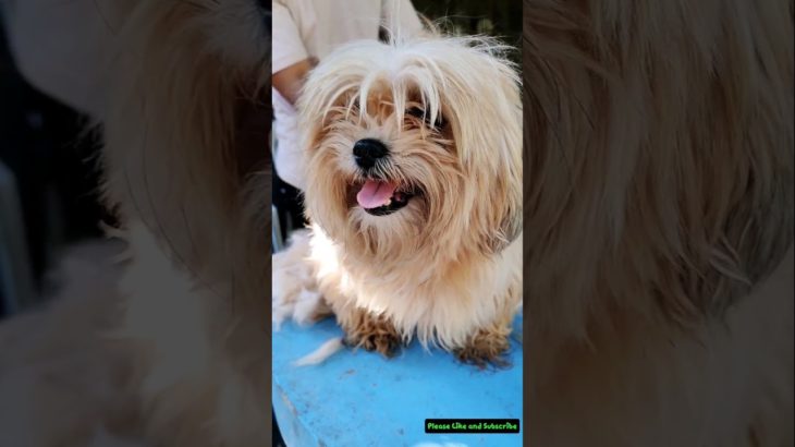 Pet Grooming Tutorial #shorts