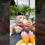 Picolé de Abacaxi com Manga 🍍🥭Para Refrescar seu Pet 🐾🐾