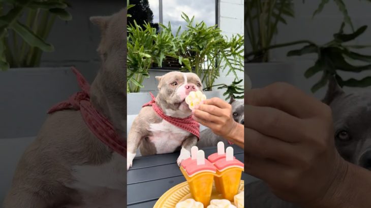 Picolé de Abacaxi com Manga 🍍🥭Para Refrescar seu Pet 🐾🐾