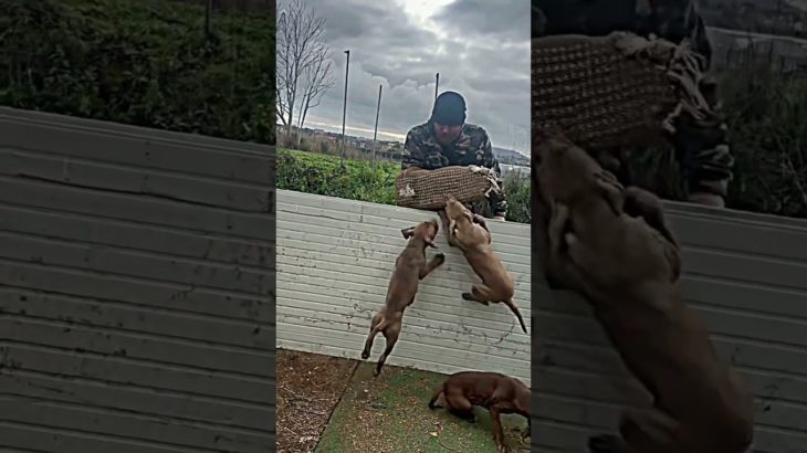 Pitbull Dog Training #dog #pet #dogs #pets #animals #dogtraining #dogtrainer #dogshorts #shorts #new