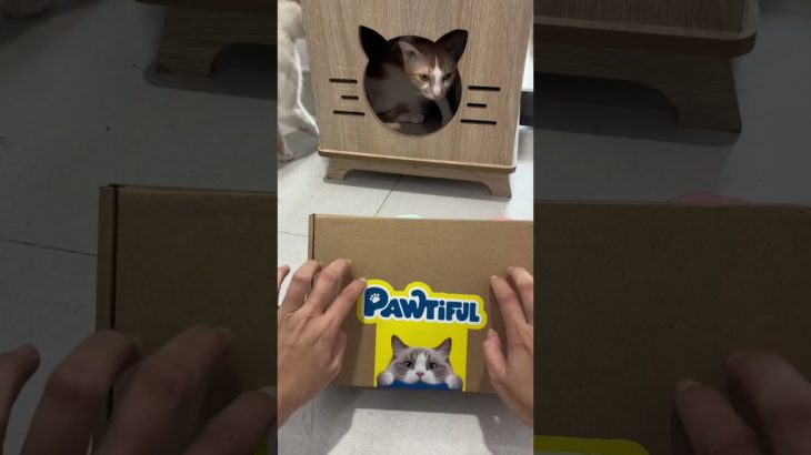 Quà Quốc Tế thú cưng #shorts #meohoangdep