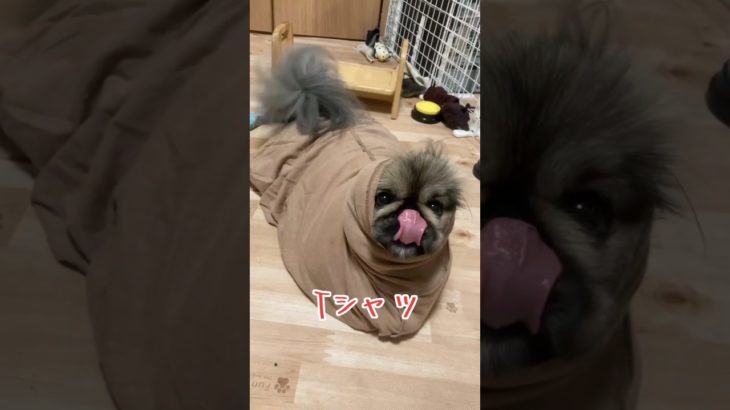 Tシャツで遊びました👕🐾#ペキニーズ #ペット #犬 #犬のいる暮らし #犬のいる生活 #tiktok #pets