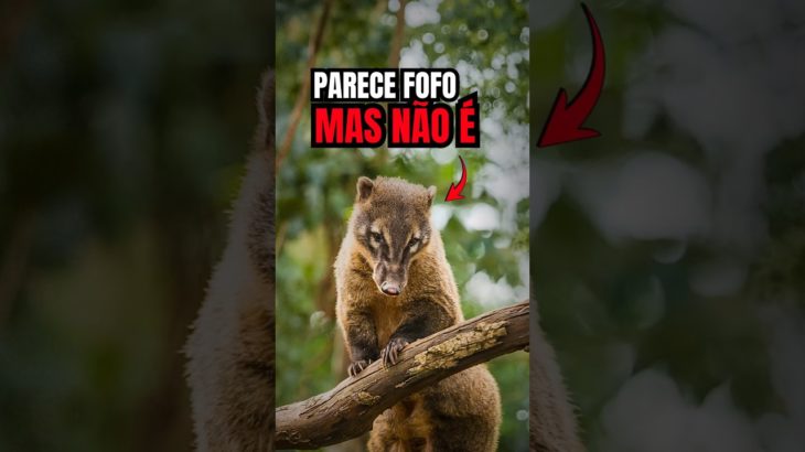 TER UM QUATI DE PET? RICHARD EXPLICA O PROBLEMA #quati #animal #curiosidades