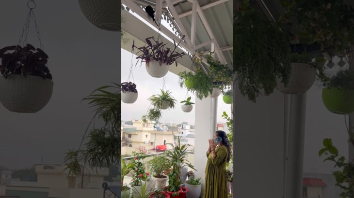Terrace garden beauty in rainy day | Terrace garden ideas ✨ #plants #garden #gardening #gardenideas