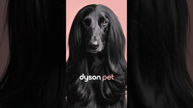 The Dyson Beauty Pet range.