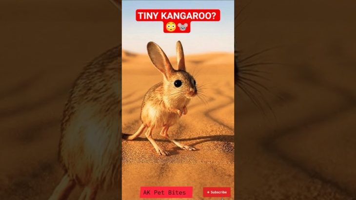 Tiny Kangaroo Mouse?! 😳🐭 (Jerboa) | AK Pet Bites