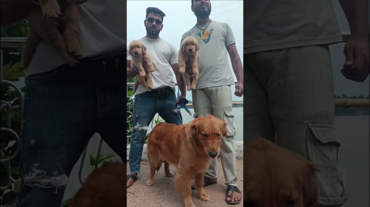 Top Quality😍 Golden Retriever Puppies 🐶 For Sale Serampore Pet Market