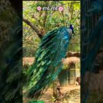 Vrindavan Mein Mor Dikh Gaya //Beauty Of Vrindavan #shorts#trending #vrindavan #vrindavandham