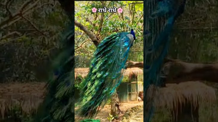 Vrindavan Mein Mor Dikh Gaya //Beauty Of Vrindavan #shorts#trending #vrindavan #vrindavandham