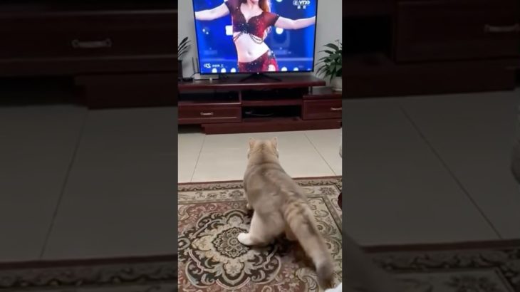 When the owner caught the pet dancing along while watching TV😂#funny #funnyvideos #dog#fyp #youtube