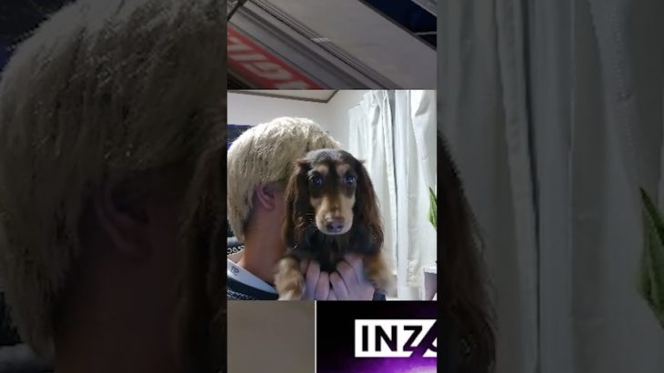 可愛いわんちゃんを見せるXtsuvi #shorts #ペット  #UNLIMIT