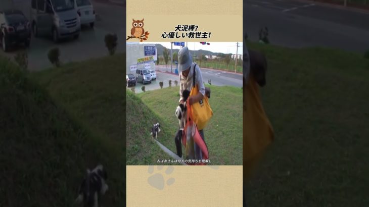 心優しい救世主！ #感動ストーリー #animals #感動の館  #ペットストーリー #動物