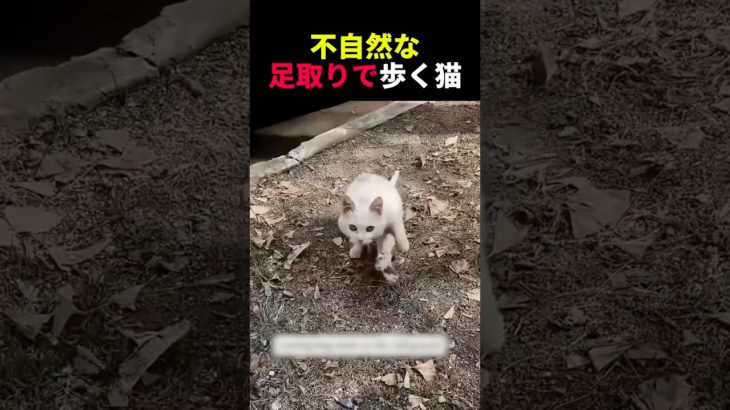 不自然な足取りで歩く猫 #動物 #ペット #かわいい #癒し #animals #猫