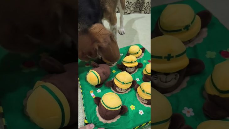 モグラ嫌いビーグル#ビーグル #ビーグル犬栗 #beagle #beagles #pet #ペット #大阪 #萌 #かわいい #犬 #dog #たのしい  #比格 #比格犬板栗　#比格大魔王