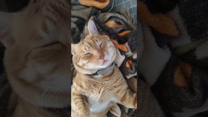 billi kitne din akeli reh sakti he ? #catfacts #catshorts #petlover #pet #cat #catshorts