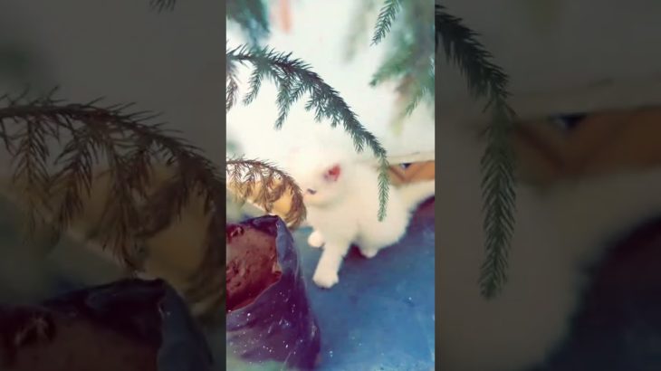 🤌🐈 #cat #petsrule #animal #yourcat #pet #cutepet #cute #yourpet #kitten #cuteanimal