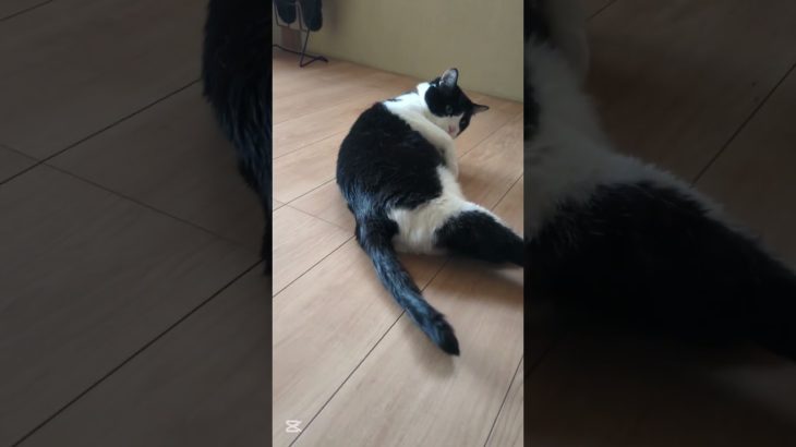 なつめの日常#猫 #猫あるある #猫動画 #ペット動画 #面白い猫 #cat #癒し #shorts