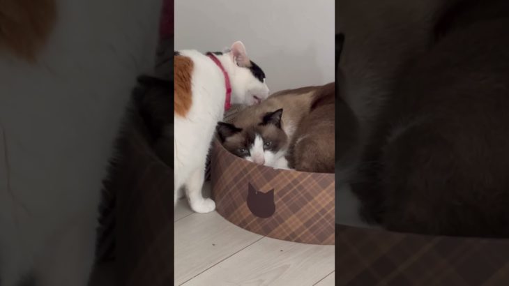 お姉ちゃんしてるホルンが可愛すぎて悶絶 #ペット動画 #cute #cat #三毛猫 #老猫