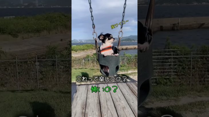 これって楽しいの？それとも我慢してる？😂 #犬 #犬動画 #犬のいる暮らし #可愛い犬 #癒し #ペット  #dog #funnydog #癒し動画 #shorts #バズれ #コメントください