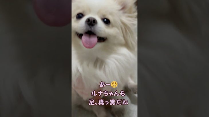 ワオ！足真っ黒！かわいい足がなんと・・（雨が降らない日が続き、外はホコリがすごかったようで、白ポメチワのルナの足が大変なことに！ #ポメチワ #チワワ #チワワ #犬#癒し #dogs