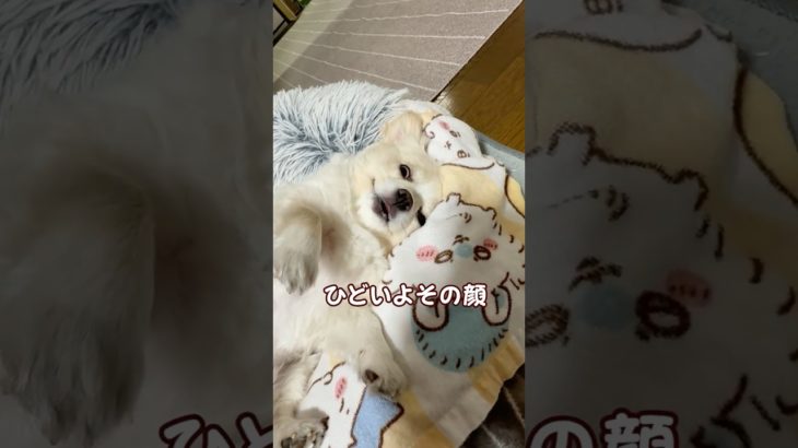 やめて〜😂ひどいよその顔！思わず笑っちゃうよ（へそ天で寝てる白ポメチワのルナの表情が面白い） #ポメチワ＃ #癒し＃笑い＃dogs＃へそ天＃犬