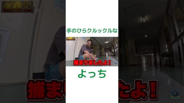 手のひらクルックルなよっち#フィッシャーズ #フィッシャーズ切り抜き #fischers #ボンボンtv #shorts