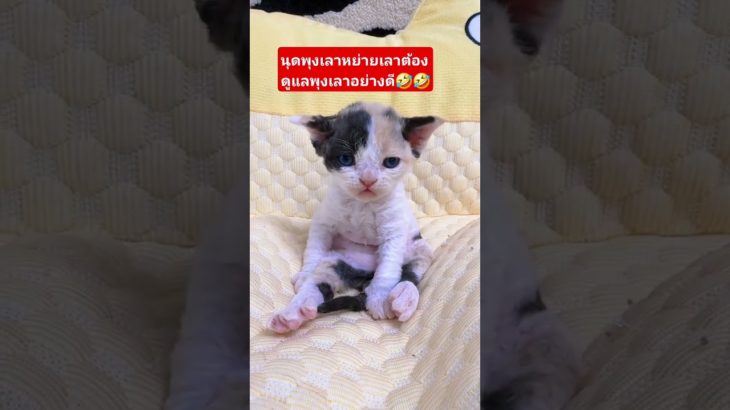 พุงหย่าย #มันนี่แมวป่วนเมือง #ทาสแมว #funny #pet #cute #animals #ร่มโพธิ์ #cutecat #pets #petlover
