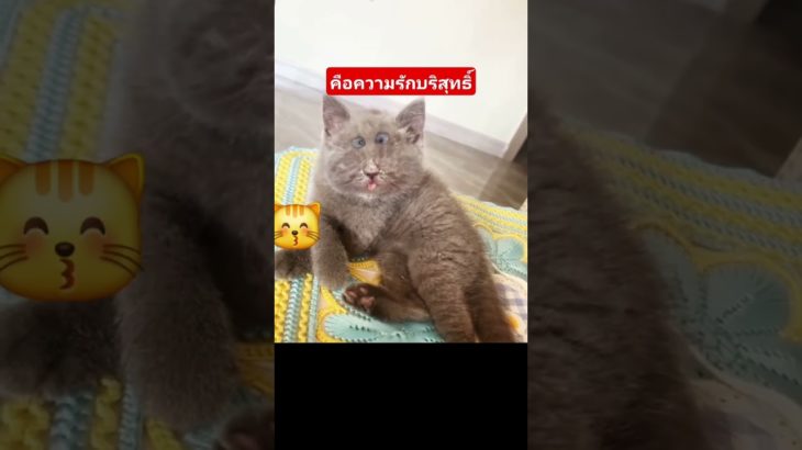 ความรัก #มันนี่แมวป่วนเมือง #ทาสแมว #funny #pet #cute #animals #ร่มโพธิ์ #cutecat #pets #petlover