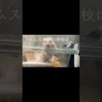 ハムスター学校#おすすめ #ハムスター #ショート #かわいい #hamster #癒し #キンクマ #可愛い #pets #ペット