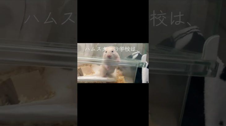 ハムスター学校#おすすめ #ハムスター #ショート #かわいい #hamster #癒し #キンクマ #可愛い #pets #ペット