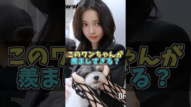 🐶エスパスタッフさんのペットの生活が羨ましすぎる？ #karina #giselle #winter #ningning #aespa #kpop #shorts
