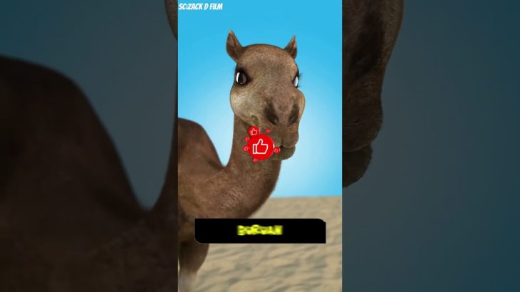 kecurangan di kontes kecantikan unta #shorts