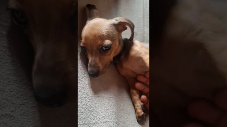 linda minha Maya #shorts #short #dogs #dogshorts #youtubebrasil #animals #amopets #love #pet