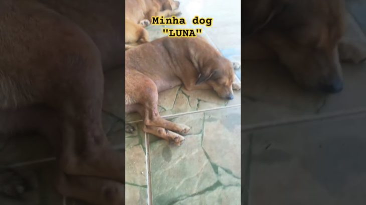 minha dog luna#pet #dog #shorts