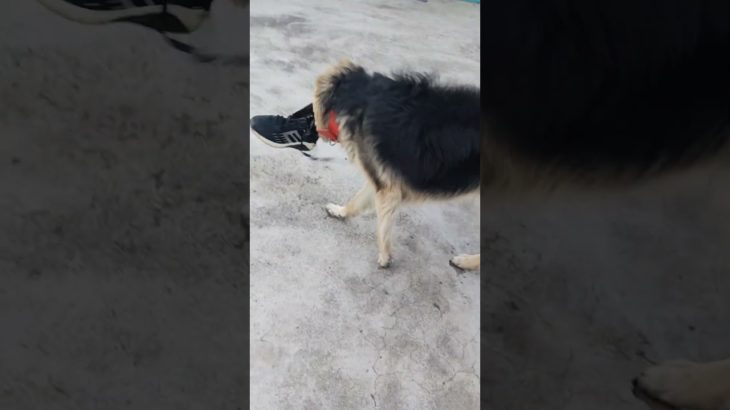 @nitishmishra-#shots #germanshepherd #notty #doglife #dog #dogs #dogshorts #song #shorts #pets #pet