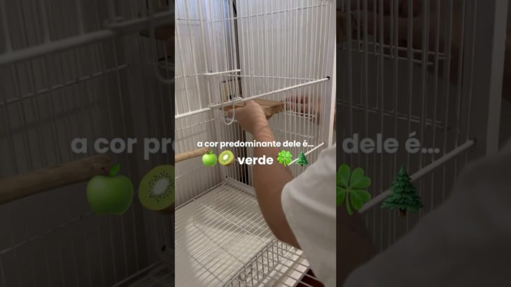 o novo pet chega ESSA SEMANA !!!!!