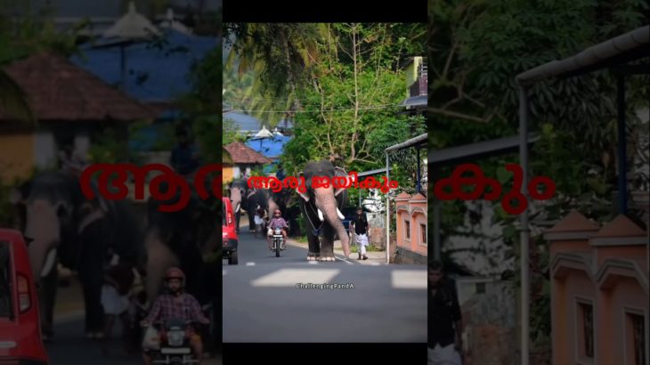 ആനകളുടെ  കുട്ടയോട്ടം കണ്ടിട്ടുണ്ടോ #pets #petlover #petshorts #petvideos #pet #shortsvideo #shorts