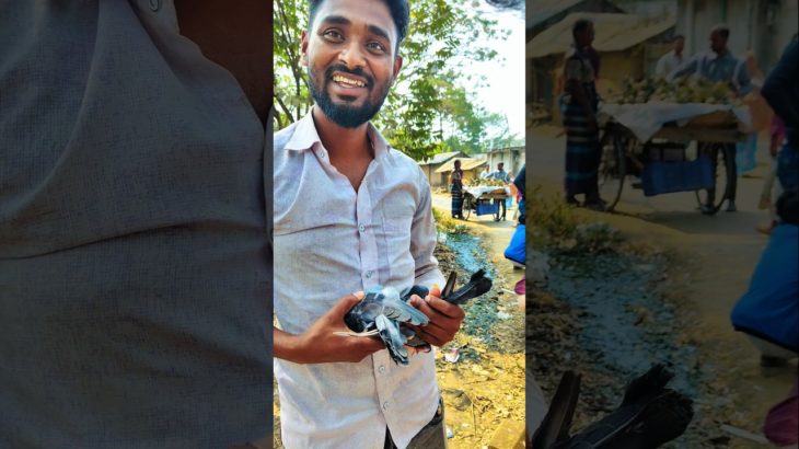 দেশি থেকে ফেন্সি—সব কবুতর এক জায়গায়! 🕊️#pigeon #pigeonlover #birds #pet #pigeonbreeding