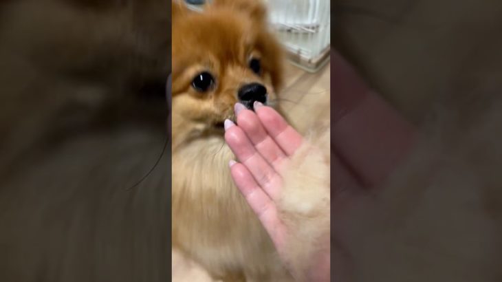お昼休みはウキウキブラッシング #ポメチワ #pomeranian #ペット