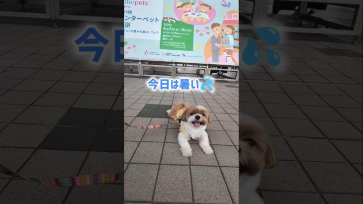 インターペットに来ました #shihtzu #シーズー #dog #犬