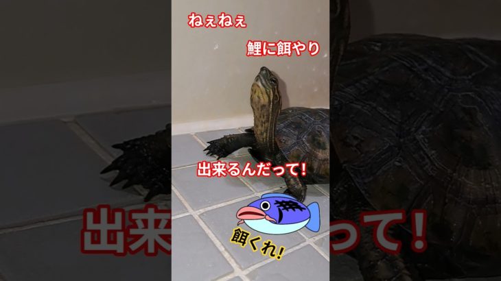 鯉に餌やり🐢#short#亀#ウンキュウ#かめ#動物#動画#ペット#ウケる #turtle #爬虫類 #人気#大人気#流行る#バズる#爆笑#面白い#餌やり#鯉#魚#笑える#100円#お金#友達