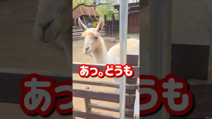 動物園行ってみた！#ペット#動物 #shorts