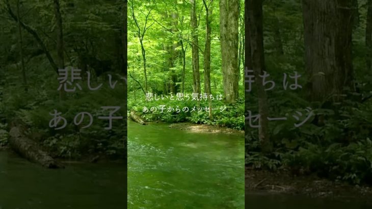 【お空のペット】あの子からのメッセージ　#アニマルコミュニケーション  #アニマルコミュニケーター  #スピリチュアルヒーラー #ペットロス  #ペット  #タロットカード  #shorts