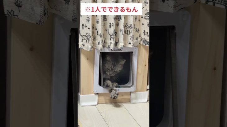 【ペットドア】通り抜けの練習　#shorts